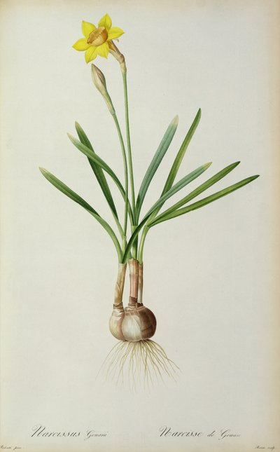 Narcissus Gouani, from 